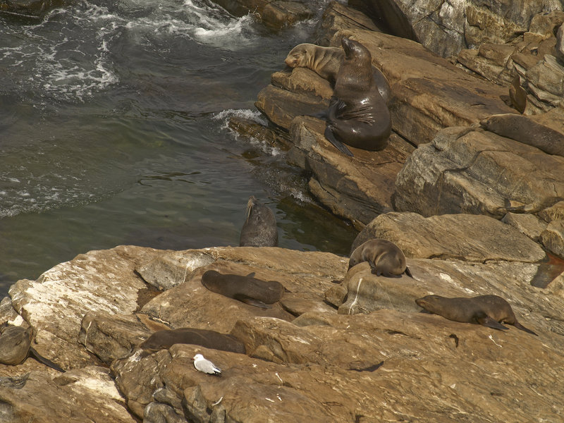 Kangaroo Island, Fur Seal